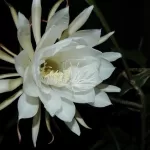 Ramuan dari Bunga Wijaya Kusuma ini Baik untuk Kesehatan