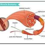 Kode ICD 10 HNP (Hernia Nucleus Pulposus) untuk Saraf Kejepit