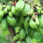 15 Manfaat Belimbing Wuluh untuk Kesehatan, Salah Satunya Mencerahkan Wajah!