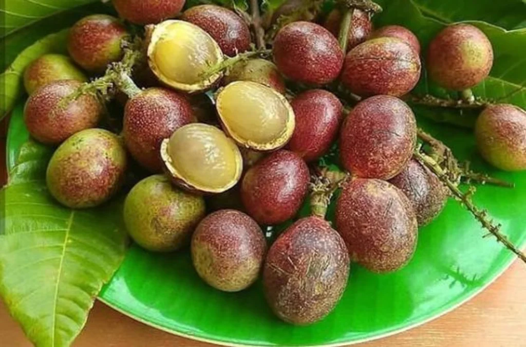 Manfaat Buah Matoa