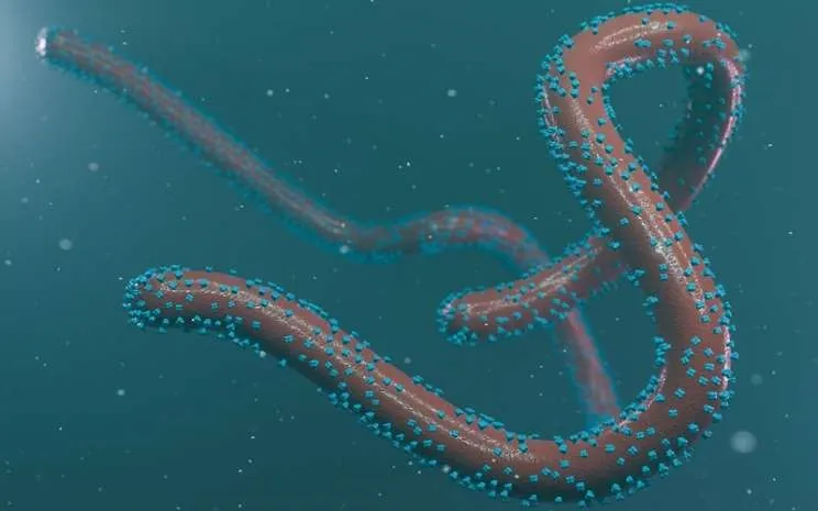 apa itu virus marburg